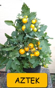 SADBA ZELENINY RAJČE, PAPRIKA, OKURKA, CUKETA.. – LZE POSLAT - 8