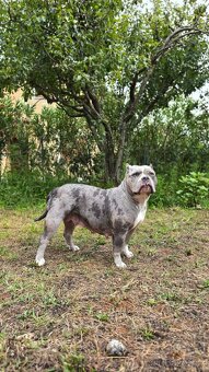 American Bully Pocket - Standart - 8