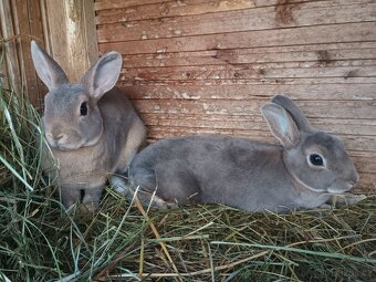 Zakrslý REX divoce modrý s rodokmenem - 8
