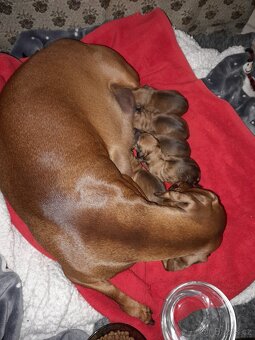 Jezevčík hladkosrstý standart - 8