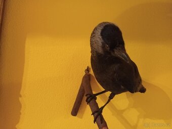 Vycpaná zvířata - 8