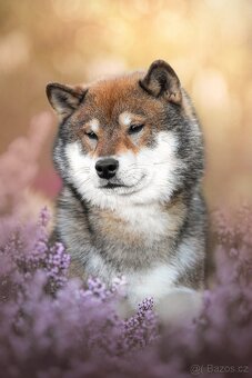 SHIBA štěňata k rezervaci - 8