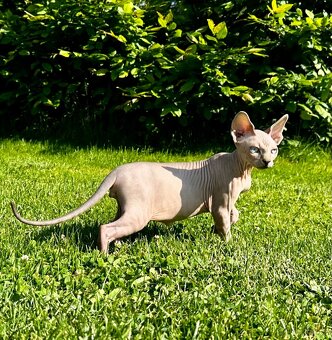 Kanadská Sphynx - 8