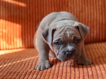 American Bully pocket - 8