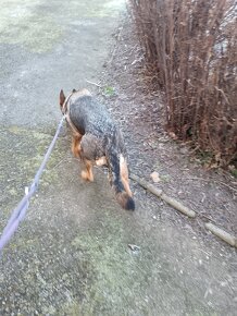 Daruji fenku německý ovčák kříženka - 8