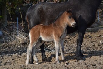 Welsh cob - hříbata 2025 - 8