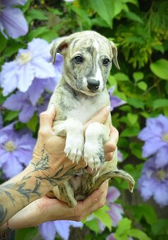 Whippet s PP - 8