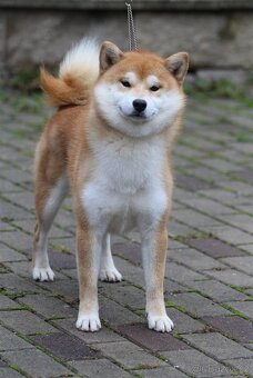 Shiba Inu s PP FCI - 8