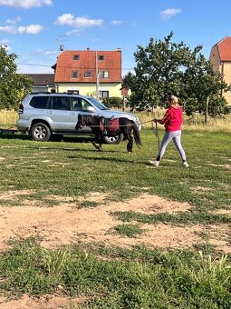 Pony klisna - 8