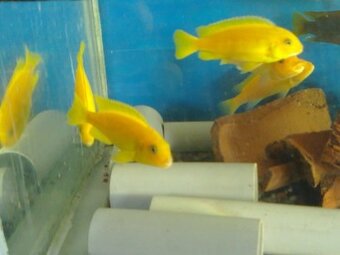 Prodám tlamovce z jezera Malawi - 8