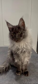 Maine coon,  mainská mývalia s PP - kocúrik - 8