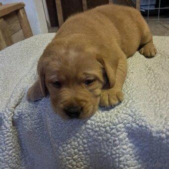 Labradorský retriever s PP - 8