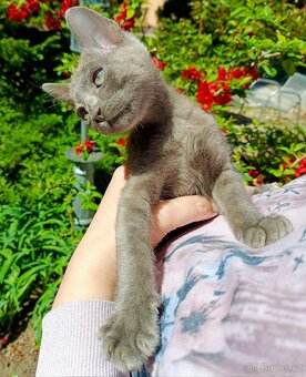 Luxusní Blue Smoke Melanistic Bengálský kocourek/kotě s PP - 8