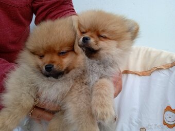 POMERANIAN - 8