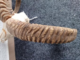 Muflon trofej (rohy; toulce) 70 cm - 8