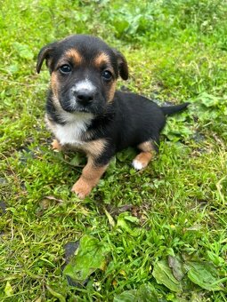 Štěňata 🐶bordel kolie křížená - 8