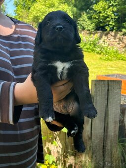 Bernský salašnický X labrador - 8