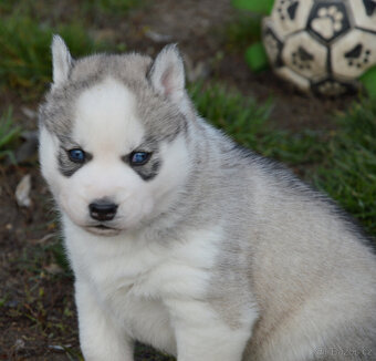 Sibiřský husky s PP - 8