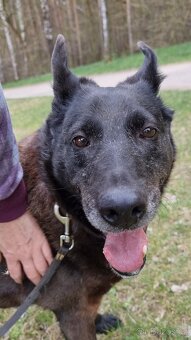 CONNIE K ADOPCI - nejvěrnější parťačka, mazel na N-tou - 8