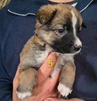 Štěňátka xNo - 8
