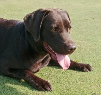 Labrador retriever s PP - 8