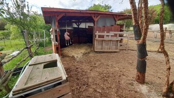 Nabídka ustájení 24/7 - 8