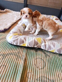 Kavalír king charles spaniel - 8