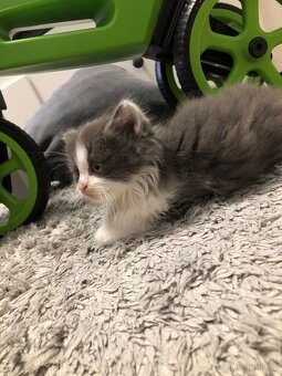 Dlouhosrstý britský kocourek + výbava (Britská) - 8