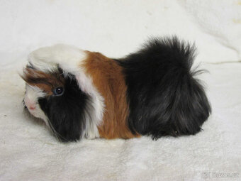 Morče peruánec - 8