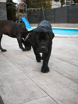 Bandog - 8