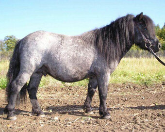 Loňský hřebeček 3/4 shetland pony - 8