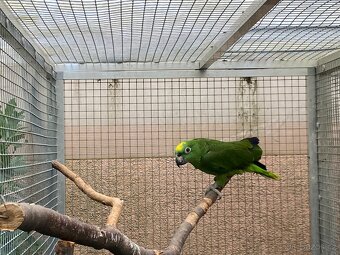 Amazonan surinamsky - 8