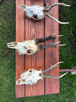 Unikátní kolekce loveckých trofejí – srnčí, mufloní, divočák - 8