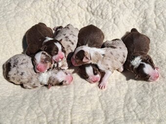 Australsky ovciak - Krytie, PP - 8