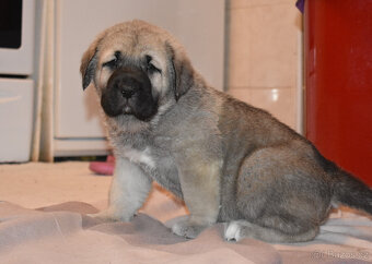 Španělský mastin- nabízíme štěňátka k odběru po 20.lednu - 8