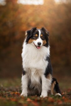 Australský ovčák s PP - 8