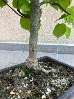 Bonsai, Bonsaj, jamadori, lípa srdčitá - 8