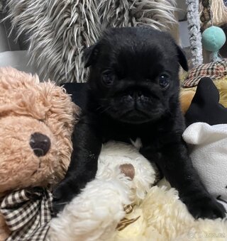 Mops s PP - 8