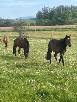 Ustájení koní Dolní Lánov - volný jeden box - 8