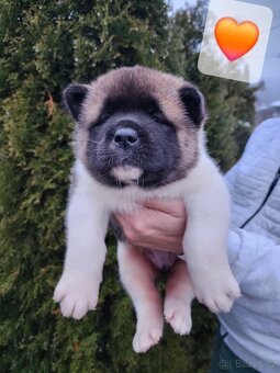 Americká akita s PP - 8