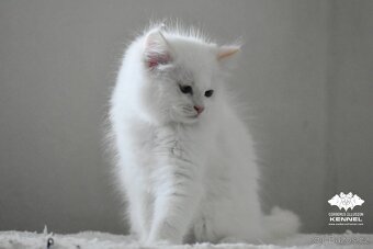 Ragdoll s PP – creme bicolor kocourek na výstavy a chov - 8