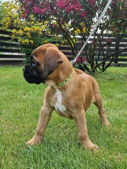 Německý boxer, štěnatka - 8