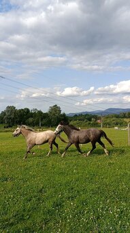 Český sportovní pony valach - 8