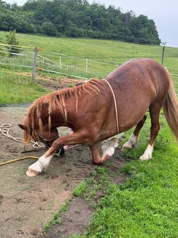 Pony kategorie B - 8