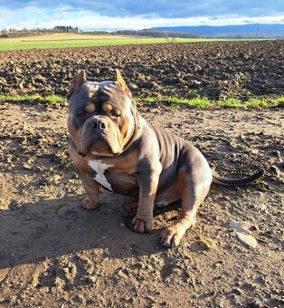 American bully Pocket s pp- KRYTÍ - 8