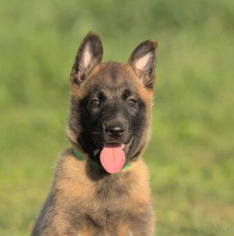 Prodám štěně BO Malinois PP - 8