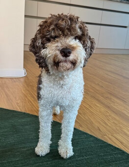 Štěňata lagotto romagnolo - italský vodní pes s PP - 8