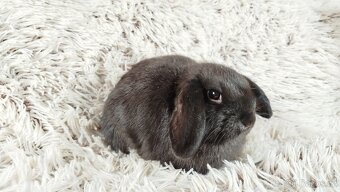 Zakrslý beránek, králíček, králík - CRISTIAN - 8