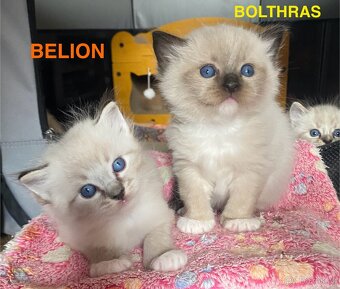 Ragdoll koťátka s PP FIFe - 8