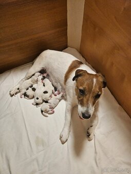 JACK RUSSELL - K REZERVACI - 8